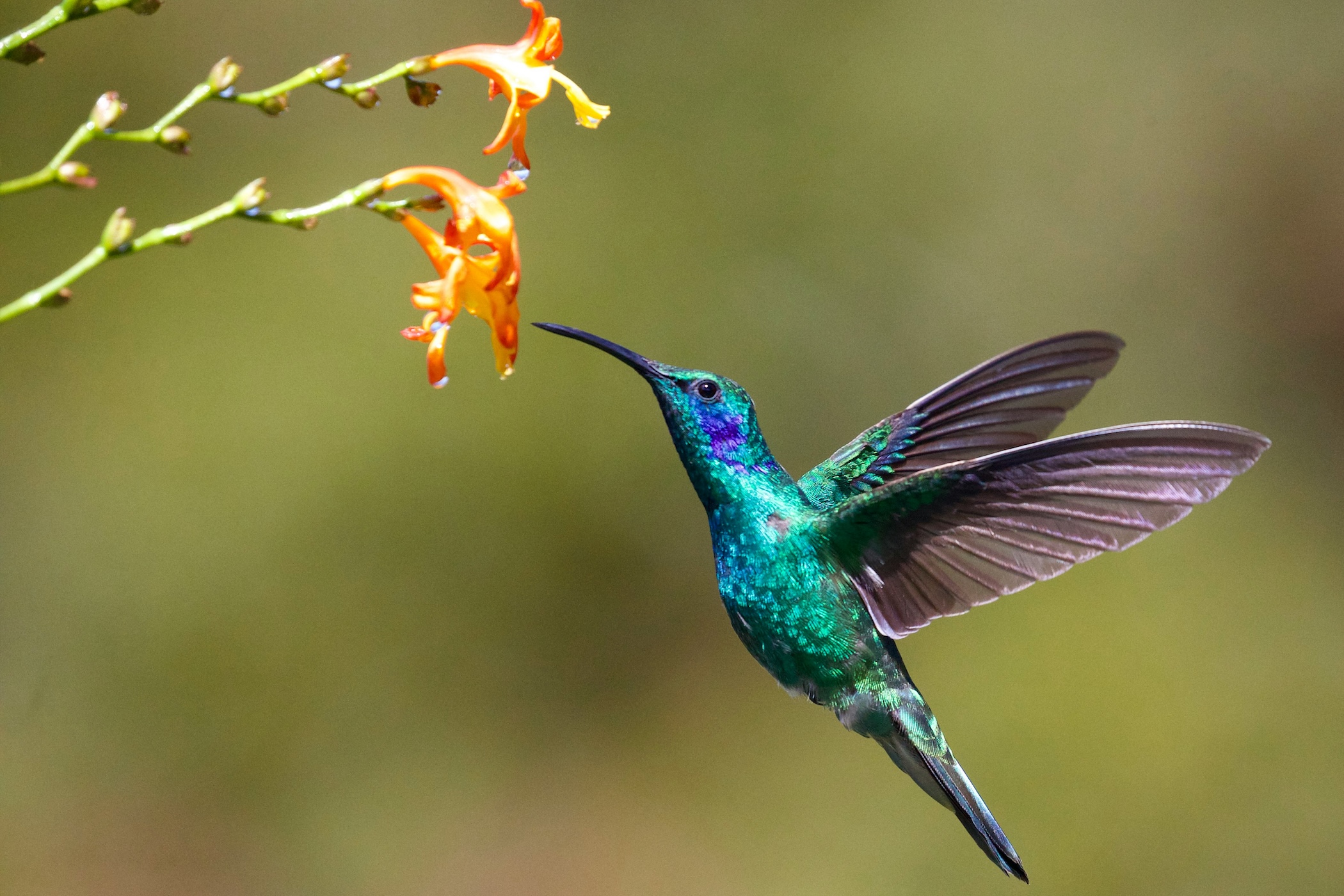 4k bird from local